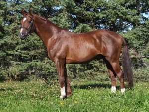 Touchstone Sire, Beau Soleil