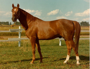 Image of Hanoverian stallion, Abrupt