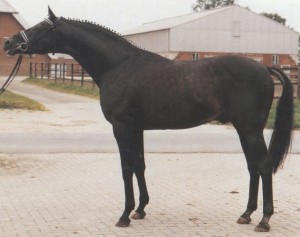 Side profile of the Oldenburg Stallion Barsoi.