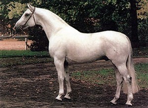 Side profile of grey Hanoverian Stallion, Arkansas, standing in a field.