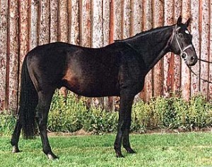 Side profile of Oldenburg Stallion, Bajazzo, standing in front of a wooden wall.