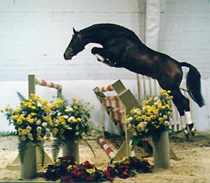 Image of the elite Oldenburg stallion, Beach Boy, jumping a large double jump.