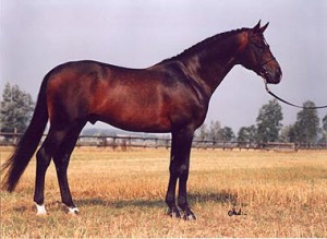 Image of elite Oldenburg stallion, Beach Boy