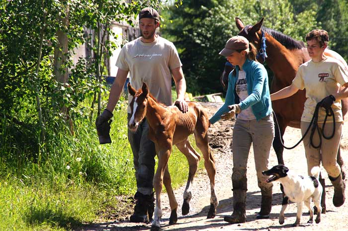 Staff walking with a newborn foal. 